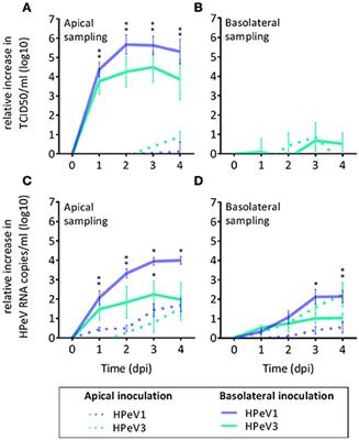 Polarized Entry of Human Parechoviruses in the Airway Epithelium